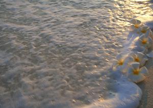 千葉県市川市に位置する東横INN西船橋原木インター：快適で便利なビジネスホテルの魅力と詳細情報